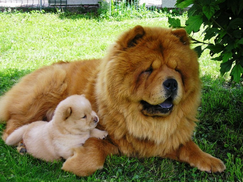 Chow-chow