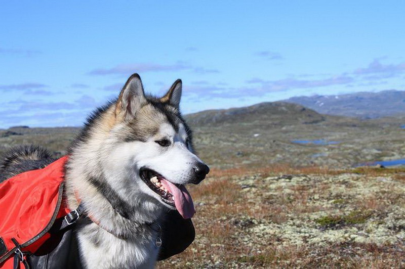 Alaskan Malamute