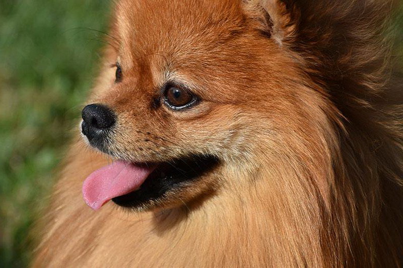 Pomeranian