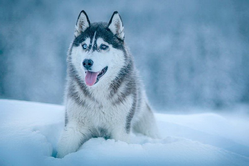 Syberyjski husky