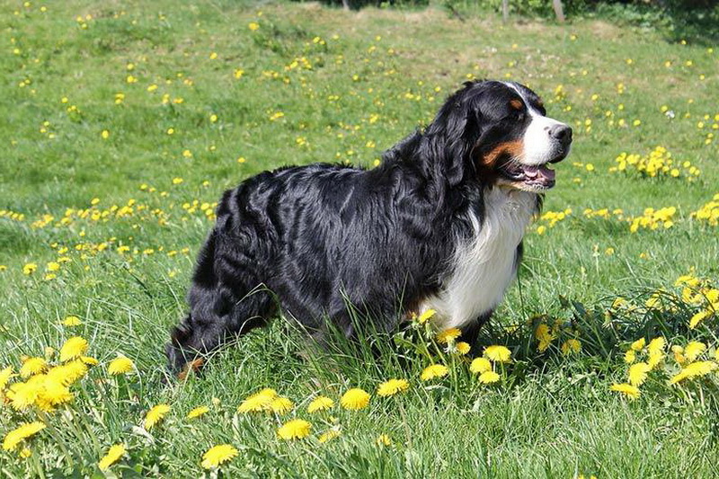 Berner Sennenhund