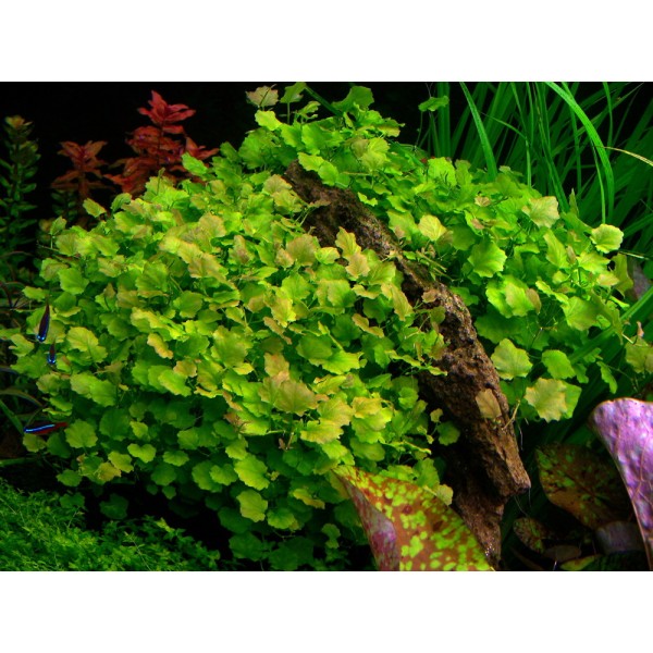 Cardamine lyrata – delikatna i zwiewna roślina akwariowa dla każdego