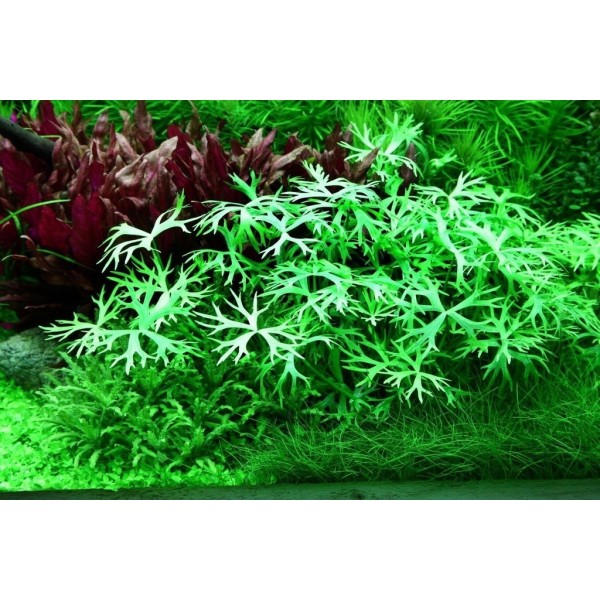 Ranunculus inundatus – Kaskadowe zielenie w akwarium słodkowodnym