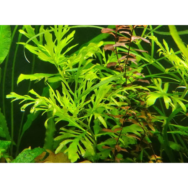 Water wisteria (Hygrophila difformis) - Wodna wisteria