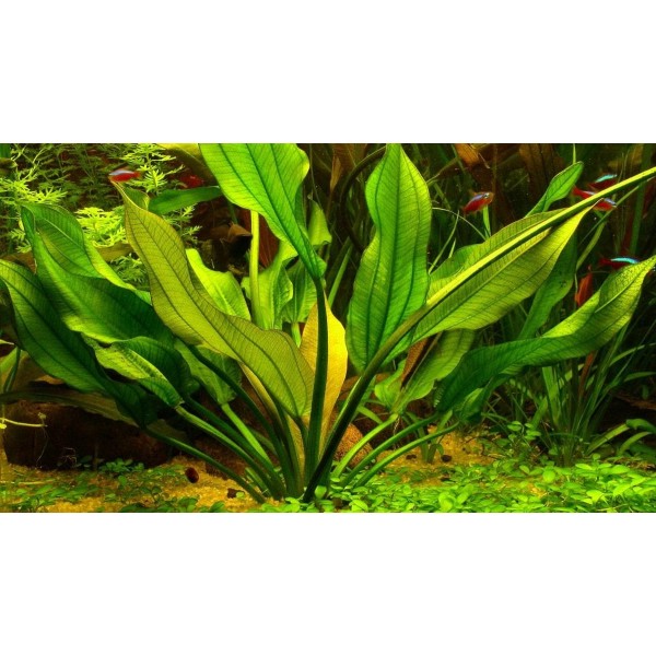 Echinodorus (Echinodorus spp.) - majestatyczny akcent w akwarium