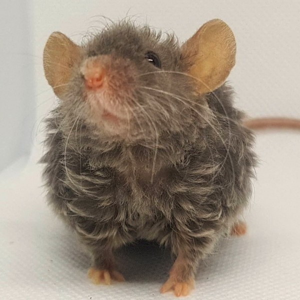 Szczur włochaty - gładki gryzoń o niezwykłym wyglądzie