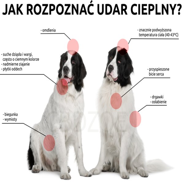 Udar cieplny u psa