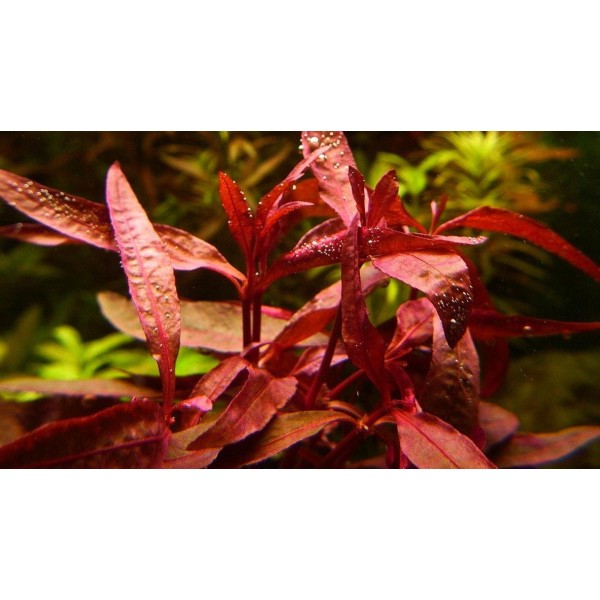 Alternanthera reineckii - Czerwony klejnot akwarium