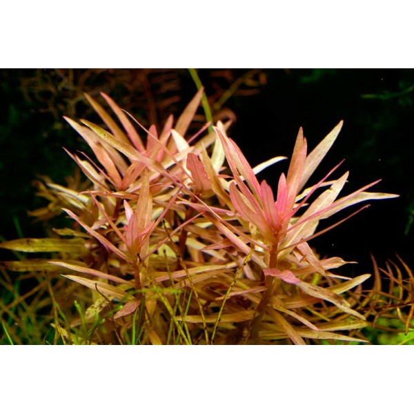 Ammannia gracilis - Ammania Smukła