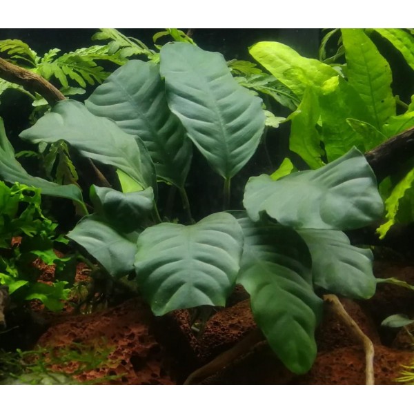 Anubias coffeifolia - Anubias o Liściach Przypominających Kształtem Liście Kawy