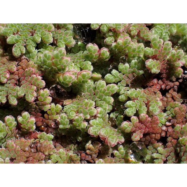 Azolla caroliniana - Salwinia Karolińska