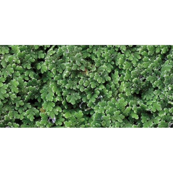 Zielony dywan natury – Azolla filiculoides jako biologiczny nawóz i filtr wody
