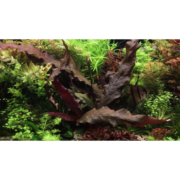 W Podwodnym Ogrodzie: Barclaya longifolia - Orientalny Klejnot Akwarium