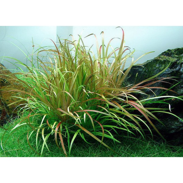 Wielobarwny klejnot akwarium: Blyxa japonica 'Variegata' - piękno w odcieniach zieleni