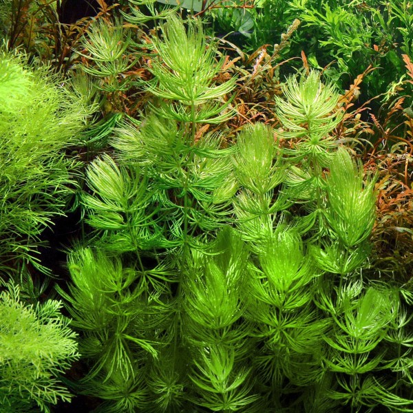 Ceratophyllum demersum: Roślina Wszechstronna dla Twojego Akwarium