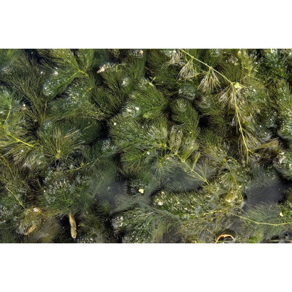 Urok i funkcjonalność Ceratophyllum submersum w akwariach domowych