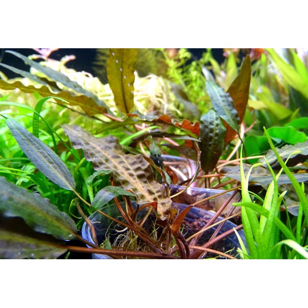 Magia liści w wodnym ogrodzie – Cryptocoryne affinis jako klejnot akwarium