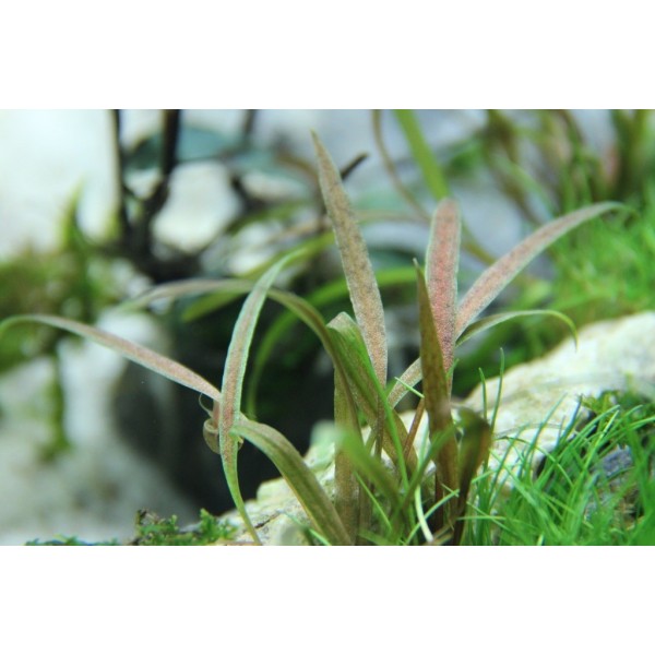 Cryptocoryne albida - Kryptokoryna Albińska