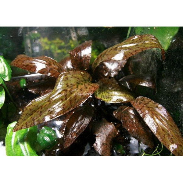 Subtelny urok akwarium - Cryptocoryne fusca jako klejnot wodnego krajobrazu