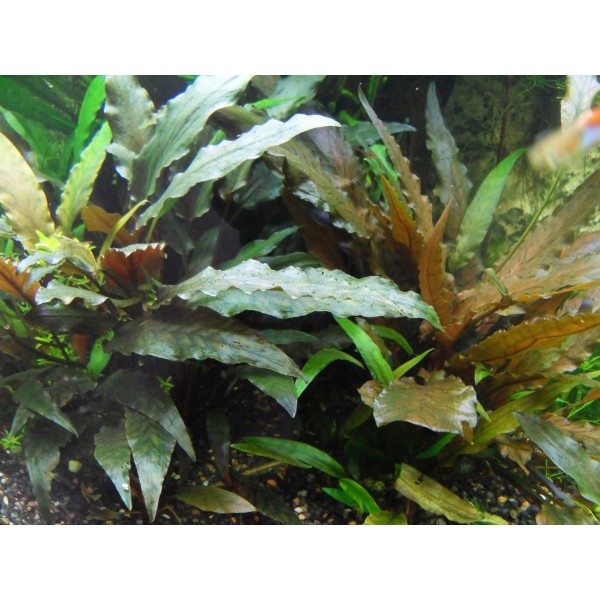 Cryptocoryne undulata - Kryptokoryna Falista