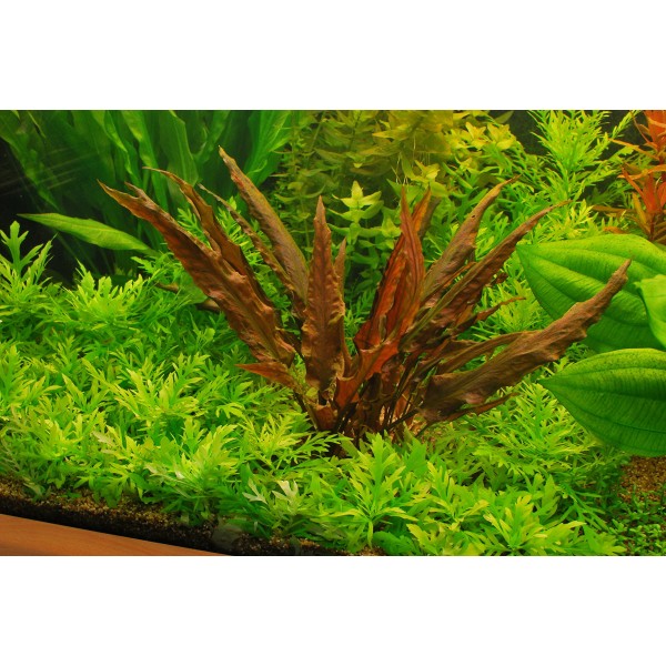 Cryptocoryne wendtii 'Red' - Kryptokoryna Wendta 'Czerwona'