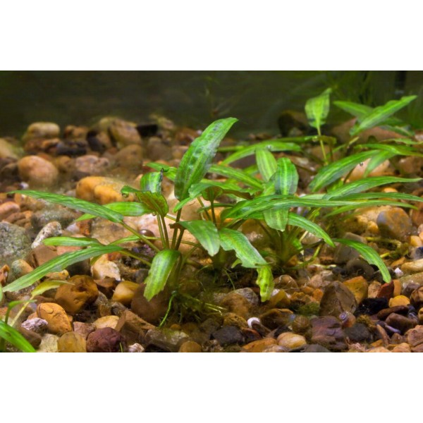 Cryptocoryne x willisii - Kryptokoryna Willisii