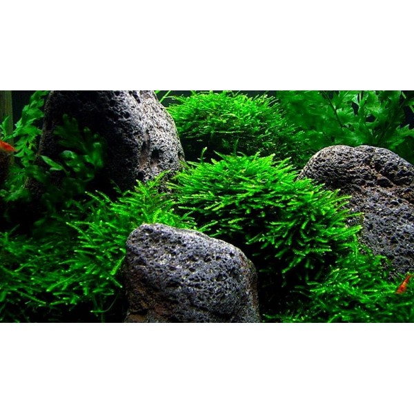 Jawka (Vesicularia dubyana) - zielony dywan w akwarium