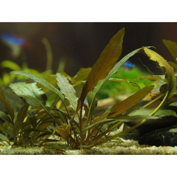 Kryptokoryna (Cryptocoryne spp.) - tajemnicza piękność akwariów