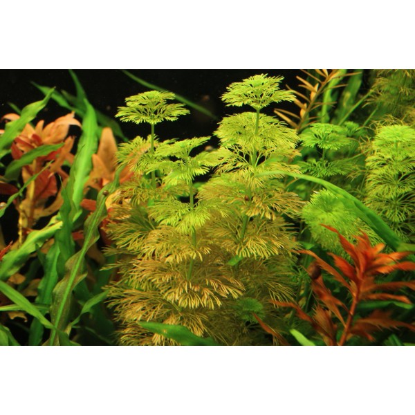 Limnophila sessiliflora, znana również jako "Ambulia"