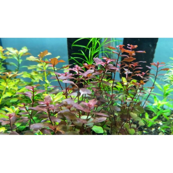 Ludwigia palustris - Ludwigia bagienna