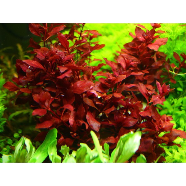 Ludwigia (Ludwigia spp.) - Kolorowy akcent w akwarium