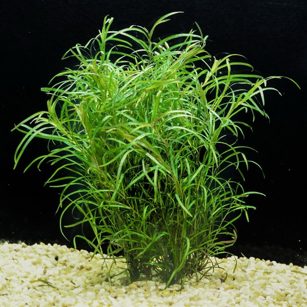 Potamogeton gayi – Subtelny i elegancki akcent w akwarium roślinnym