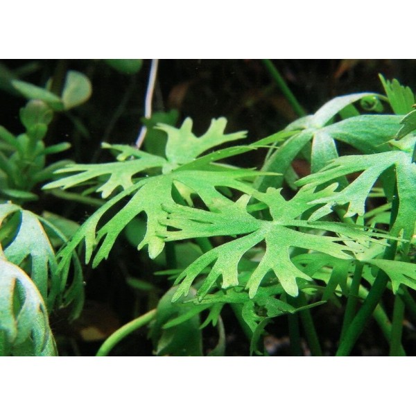 Ranunculus papulentus - Dekoracyjna roślina do chłodniejszego akwarium