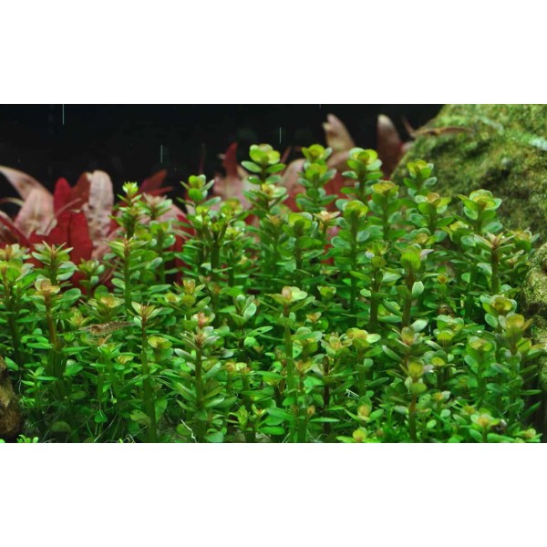Rotala indica - Kolorowy akcent w akwariach słodkowodnych