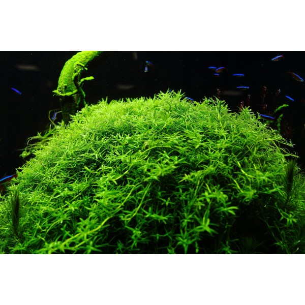 Zieleń w pełnym wydaniu: Rotala rotundifolia 'Green' jako źródło świeżości w Twoim akwarium