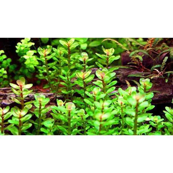 Rotala rotundifolia, często nazywana "Rotalą okrągłolistną"