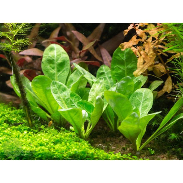 Samolus valerandi: Delikatny Akcent Roślinny w Twoim Akwarium Przybrzeżnym