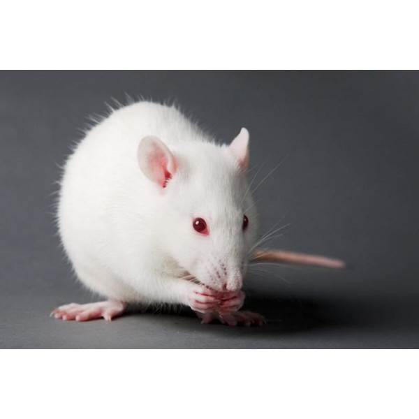 Szczur Albino - biel i tajemniczość w świecie gryzoni