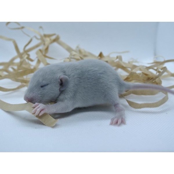 Szczur Mink - subtelność i głębia koloru w świecie gryzoni