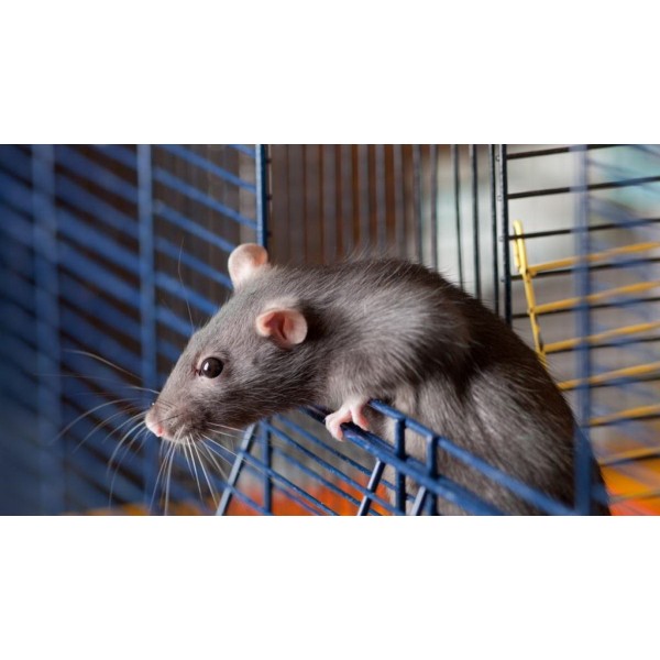Szczur standardowy - klasyczny towarzysz wśród gryzoni