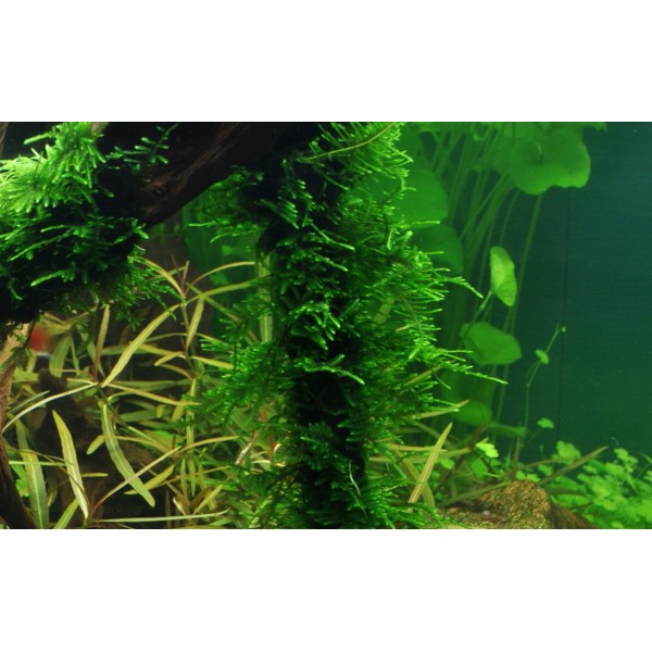 Taxiphyllum 'Spiky' – Ożywczy Akcent w Akwarium Roślinnym