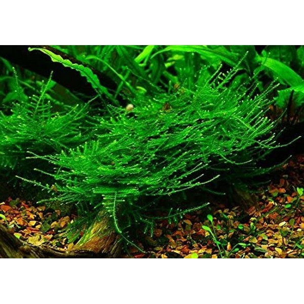 Taxiphyllum alternans – Delikatna Dekoracja dla Twojego Akwarium