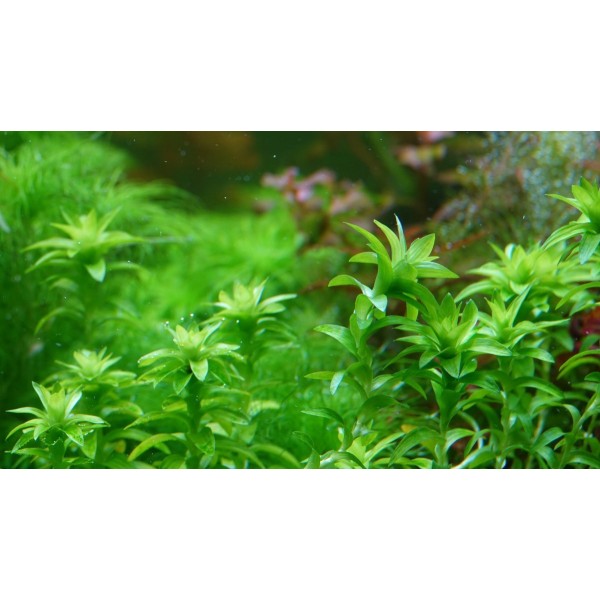 Tonina fluviatilis – Rzadki Klejnot Akwariów Roślinnych