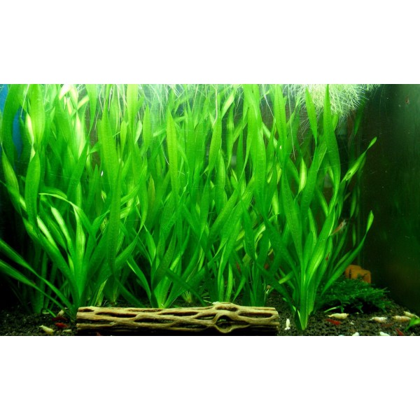 Vallisneria (Vallisneria spp.) - tańczące wodne trawy akwarium