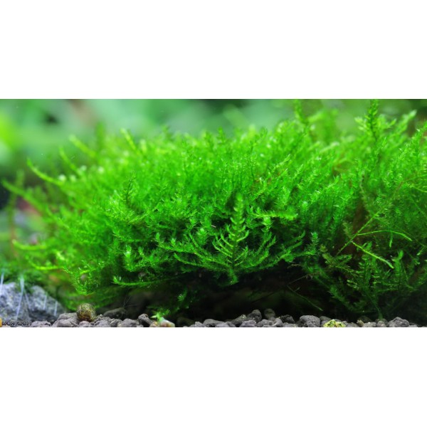 Geometryczny Kaprys Natury - Vesicularia sp. 'Triangle Moss' jako Element Designu Akwarium