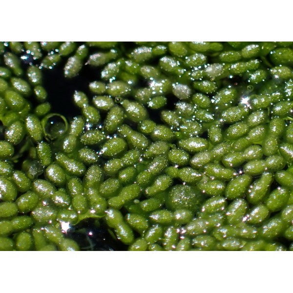 Wolffia arrhiza - Miniaturowy Gigant w Świecie Roślin Wodnych