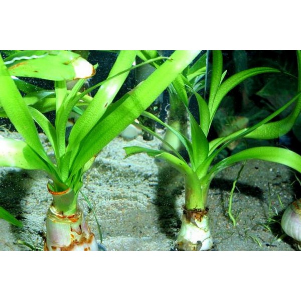 Crinum thaianum – Tajski klejnot akwariowy