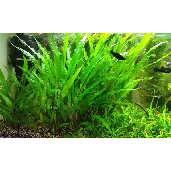 Cryptocoryne wendtii 'Green' - Kryptokoryna Wendta 'Zielona'