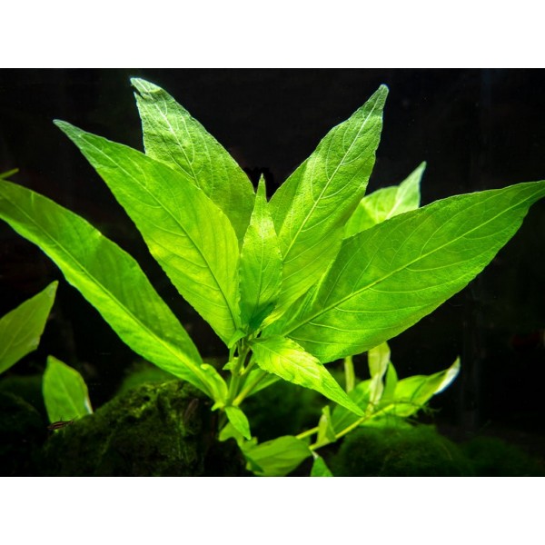 Hygrophila angustifolia - Wąskolistna hygrofila