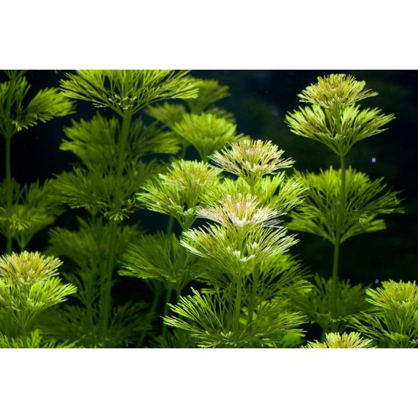 Limnophila sessiliflora - Limnofila siedząca
